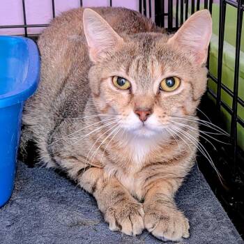 Prim -  Domestic Short Hair Cat for Adoption in Springfield, Illinois - Prim | PetCurious