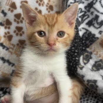 Lone Star -  Domestic Short Hair Cat for Adoption in Columbia, South Carolina - Lone Star | PetCurious