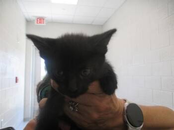 DIVATOX -  Domestic Short Hair Cat for Adoption in Ocala, Florida - DIVATOX | PetCurious