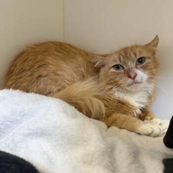 Domestic Medium Hair Cats Available for Adoption in Manassas, Virginia - Hummus (ID 51100/1256) | PetCurious