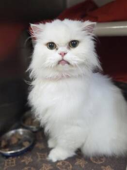 Tuti -  Persian and Domestic Short Hair Cat for Adoption in Westland, Michigan - Tuti | PetCurious