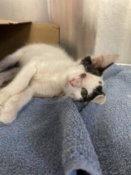 ITSY -  Domestic Short Hair Cat for Adoption in Corpus Christi, Texas - ITSY | PetCurious