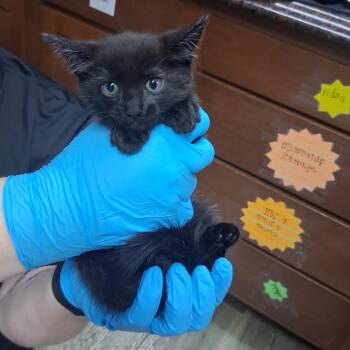Purrsephone -  Domestic Medium Hair Cat for Adoption in Summerville, South Carolina - Purrsephone | PetCurious