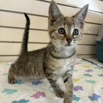 Soni -  Domestic Short Hair Cat Available for Adoption in Candler, North Carolina - Soni | PetCurious