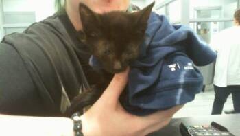 A1269269 -  Domestic Short Hair Cat for Adoption in Charlotte, North Carolina - A1269269 | PetCurious