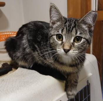 Domestic Short Hair Cats Available for Adoption - Sourdough | PetCurious