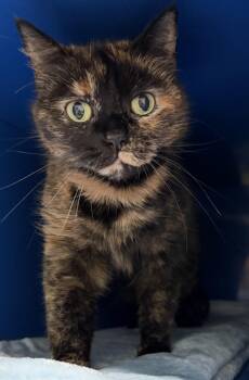 Domestic Short Hair Cats Available for Adoption in Sault Ste. Marie, Michigan - Tucy | PetCurious
