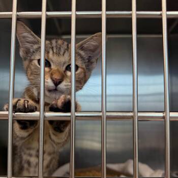 Tofu -  Domestic Short Hair Cat for Adoption in Sand Springs, Oklahoma - Tofu | PetCurious