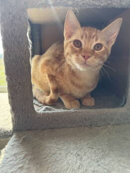 Rescue Domestic Short Hair and Tabby Cats for Adoption - Crumpet | PetCurious