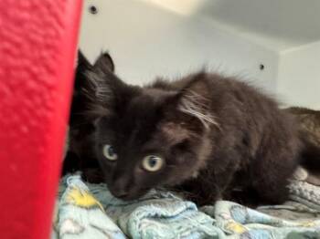 REMI -  Domestic Short Hair Cat for Adoption in Peoria, Illinois - REMI | PetCurious
