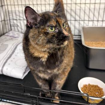Goldie -  Domestic Short Hair Cat for Adoption in Bismarck, North Dakota - Goldie | PetCurious