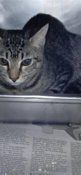 Snorkel Stu -  Domestic Short Hair Cat for Adoption in Largo, Florida - Snorkel Stu | PetCurious