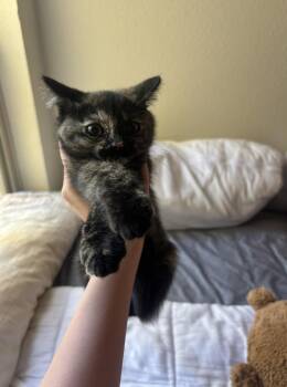 Peaches -  Domestic Short Hair Cat for Adoption in Davis, California - Peaches | PetCurious