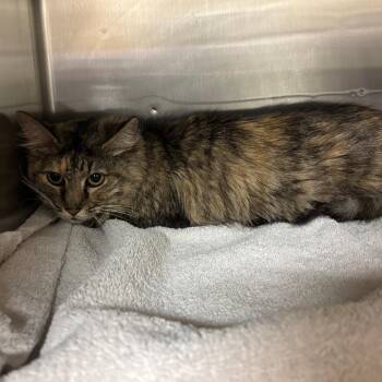 Cappuccino Latte -  Domestic Long Hair Cat for Adoption in Ottawa, Kansas - Cappuccino Latte | PetCurious