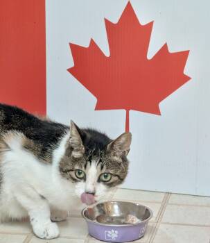 Sashimi (bonded with Sushi) -  Tabby and Domestic Short Hair Cat for Adoption in Vaughan, Ontario - Sashimi (bonded With Sushi) | PetCurious
