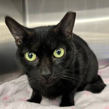 Domestic Short Hair Cats Available for Adoption in Buffalo, New York - Sweetie Pie | PetCurious