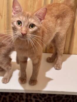 Shamrock -  Domestic Short Hair Cat for Adoption in North Tonawanda, New York - Shamrock | PetCurious