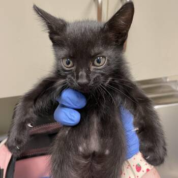 Banana Laffy Taffy -  Domestic Short Hair Cat for Adoption in Columbus, Georgia - Banana Laffy Taffy | PetCurious