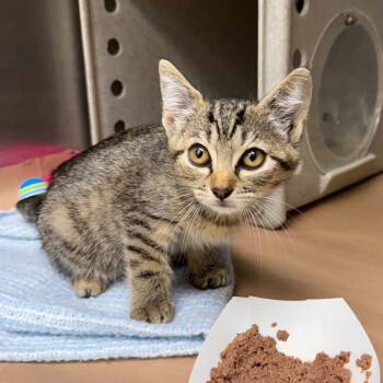 Fawn 26-07-079 -  Domestic Short Hair Cat for Adoption in Bastrop, Texas - Fawn 26-07-079 | PetCurious