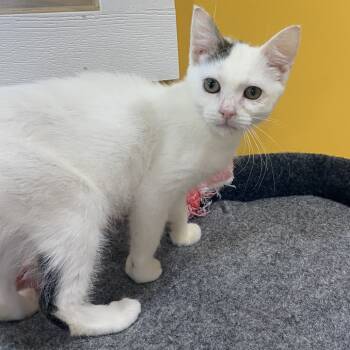 Rescue Domestic Medium Hair Cats for Adoption in Wadena, Minnesota - Pearl | PetCurious
