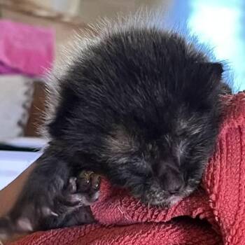 Salted Licorice -  Domestic Short Hair Cat for Adoption in Santa Fe, New Mexico - Salted Licorice | PetCurious