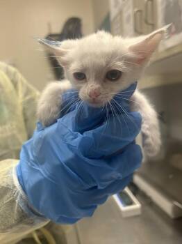 Domestic Short Hair Cats Available for Adoption in Las Vegas, Nevada - KYLE | PetCurious