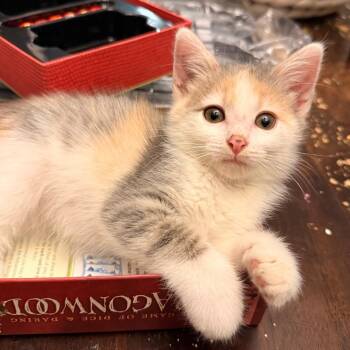 Cora -  Domestic Short Hair Cat for Adoption in Evansville, Indiana - Cora | PetCurious