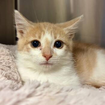 Fast & Furious -  Domestic Short Hair Cat for Adoption in York, Pennsylvania - Fast & Furious | PetCurious
