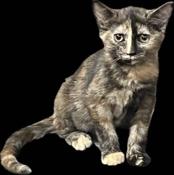 Fayette -  Domestic Short Hair Cat for Adoption in Cromwell, Kentucky - Fayette | PetCurious