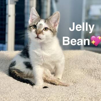 Jellybean -  Domestic Short Hair Cat for Adoption in Peachtree City, Georgia - Jellybean | PetCurious