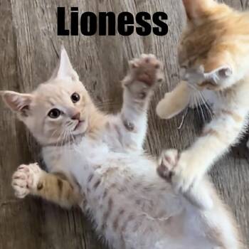 Lioness (yellow) -  Domestic Short Hair Cat for Adoption in Talent, Oregon - Lioness (yellow) | PetCurious