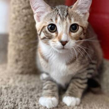 Razzles -  Domestic Short Hair Cat Available for Adoption in Sarasota, Florida - Razzles | PetCurious