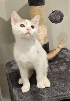 Rescue Domestic Short Hair Cats for Adoption in Ogden, Utah - Aurora Kitten | PetCurious