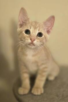 Jaxon -  Domestic Short Hair Cat for Adoption in Walled Lake, Michigan - Jaxon | PetCurious