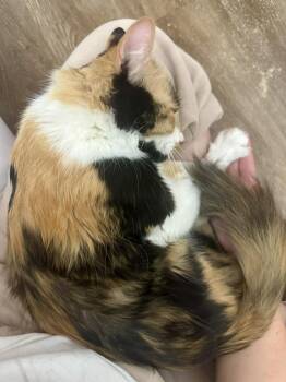 Calico and Domestic Medium Hair Cats Available for Adoption - Nymphadora Tonks | PetCurious