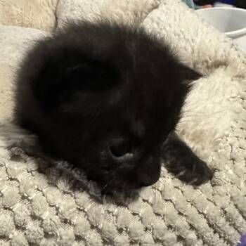 Yoshi -  Domestic Long Hair Cat for Adoption in Crookston, Minnesota - Yoshi | PetCurious