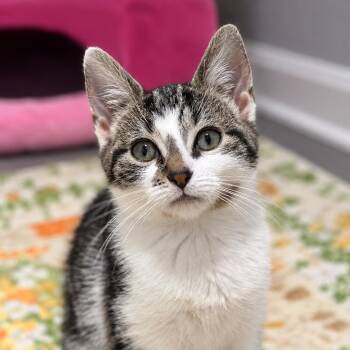 Bass -  Domestic Short Hair Cat for Adoption in Pontiac, Michigan - Bass | PetCurious