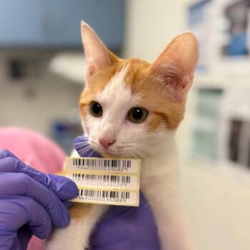 Rookie -  Domestic Medium Hair Cat for Adoption in Charleston, West Virginia - Rookie | PetCurious
