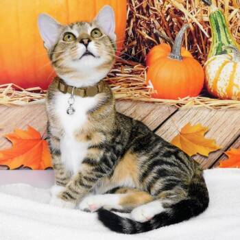 Layla -  Domestic Short Hair Cat for Adoption in Canton, Illinois - Layla | PetCurious