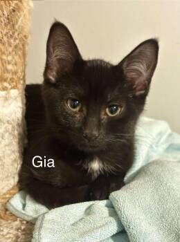 Gia -  Domestic Short Hair Cat for Adoption in Claresholm, Alberta - Gia | PetCurious