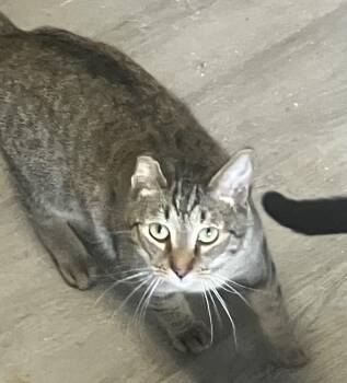 Rescue American Bobtail Cats for Adoption in Southern Pines, North Carolina - Mr. Bob | PetCurious