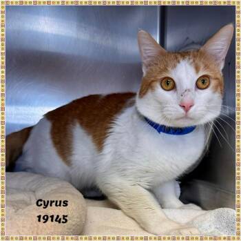 Domestic Short Hair and Tabby Cats Available for Adoption in Marietta, Georgia - CYRUS See Also RANGER | PetCurious
