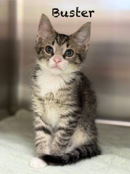 Domestic Short Hair Cats Available for Adoption in Pawleys Island, South Carolina - Buster | PetCurious