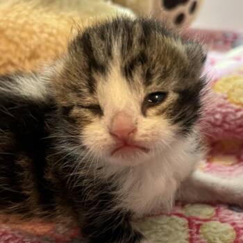 Domestic Short Hair Cats Available for Adoption in Los Angeles, California - Dabba | PetCurious