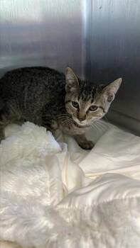 HOPE -  Domestic Short Hair Cat for Adoption in Corpus Christi, Texas - HOPE | PetCurious