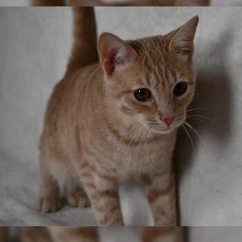 Domestic Short Hair Cats Available for Adoption in Johnson City, Tennessee - Puff | PetCurious