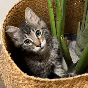 Buttons Cozy -  Tabby and Domestic Short Hair Cat for Adoption in Friendswood, Texas - Buttons Cozy | PetCurious