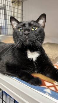 Domestic Short Hair Cats Available for Adoption in White Oak, Pennsylvania - Vader | PetCurious