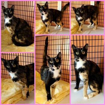 Ophelia -  Domestic Short Hair Cat for Adoption in Seal Beach, California - Ophelia | PetCurious
