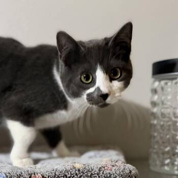 Rescue Domestic Short Hair Cats for Adoption in Pocatello, Idaho - Bobby | PetCurious